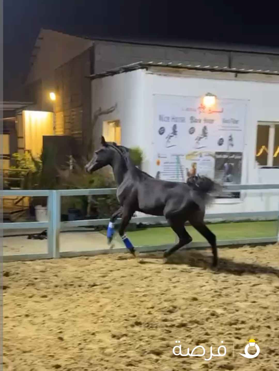 للبيع فلو مسجله في مركز الجواد العربي