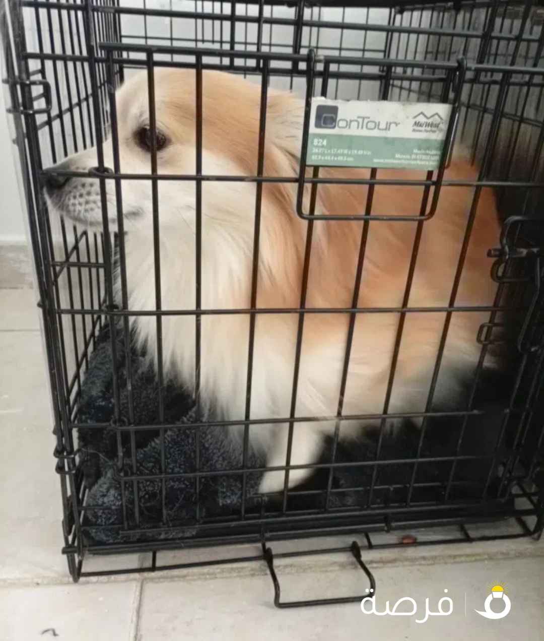 جيرمن سبيتز