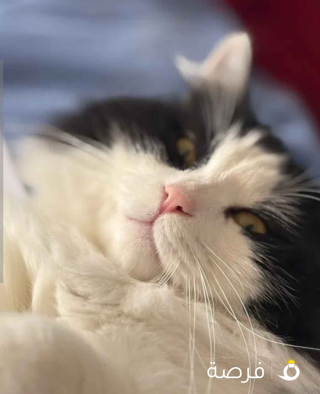 للتبني قط ذكر