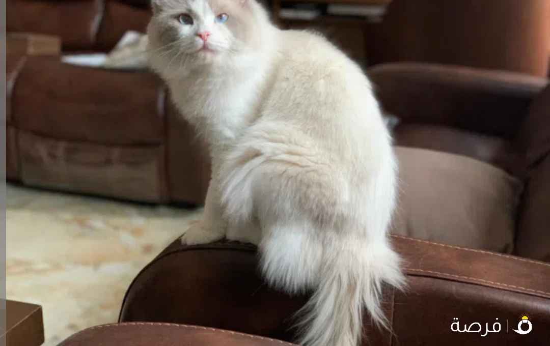 ذكر راغدول بيور منتج