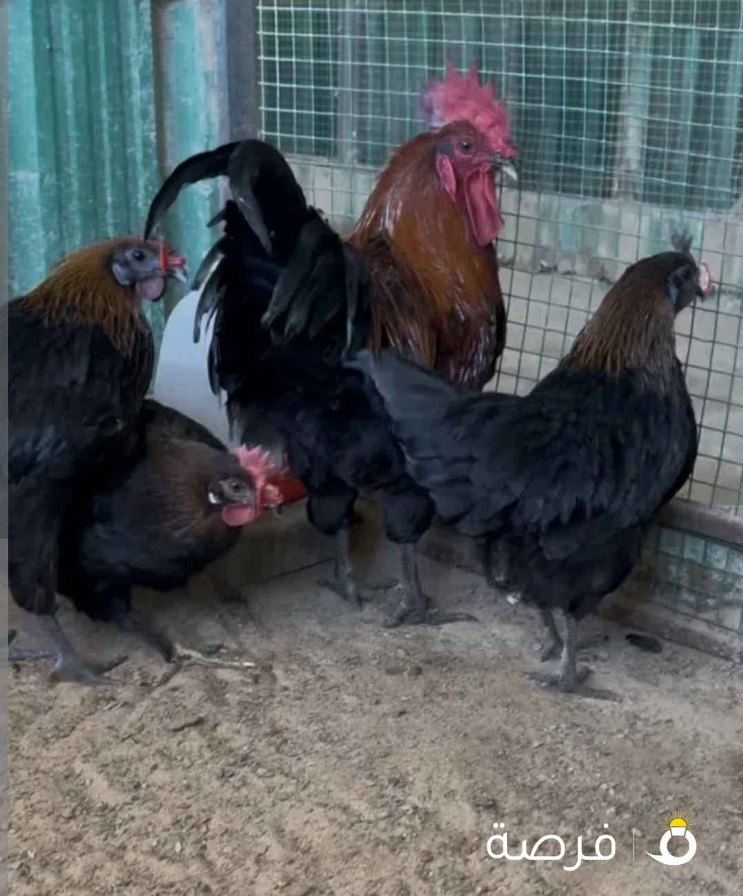 استرالوب - ساكسون - فري