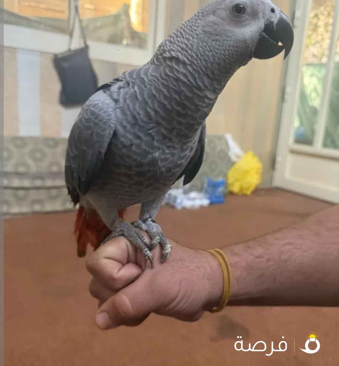 فرخ كاسكو بدايه كلام