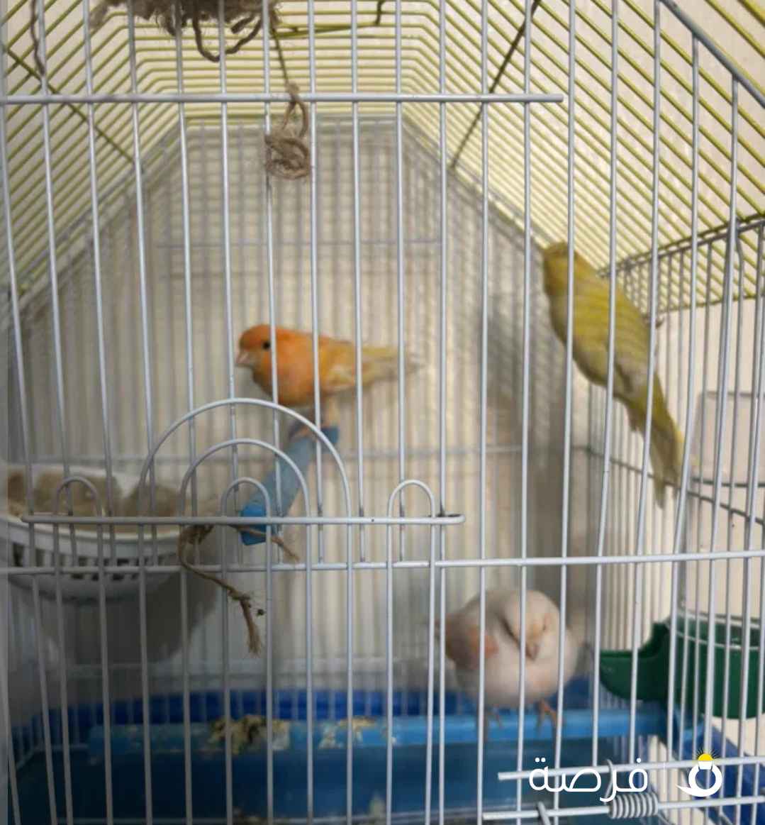 زوج كناري موزاييك منتج وذكر يغرد