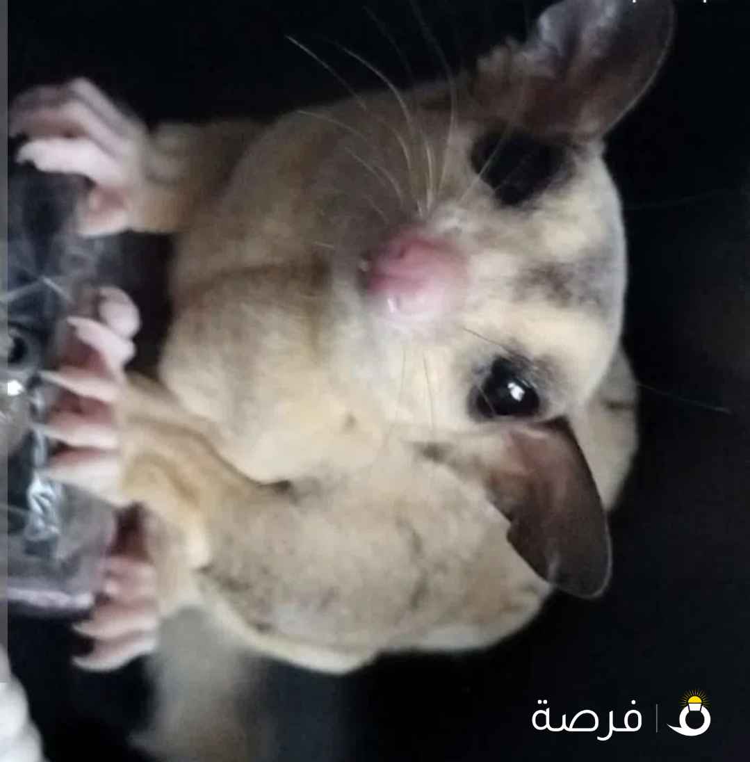 شوقر قلايدر سنجاب طائر