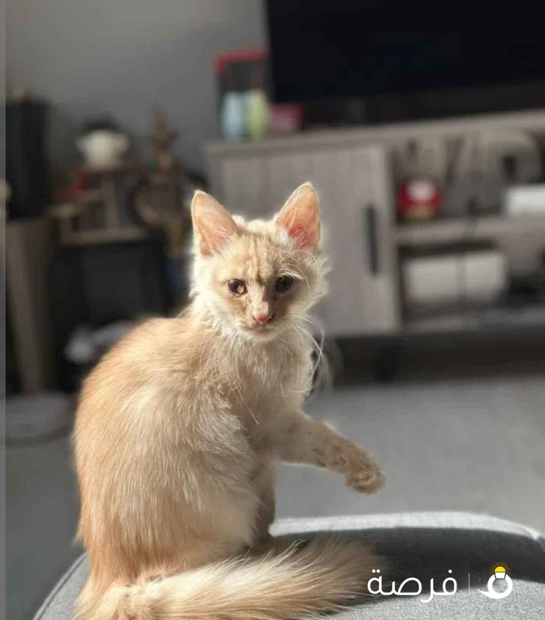 تبني ذكر شيرازي مكس