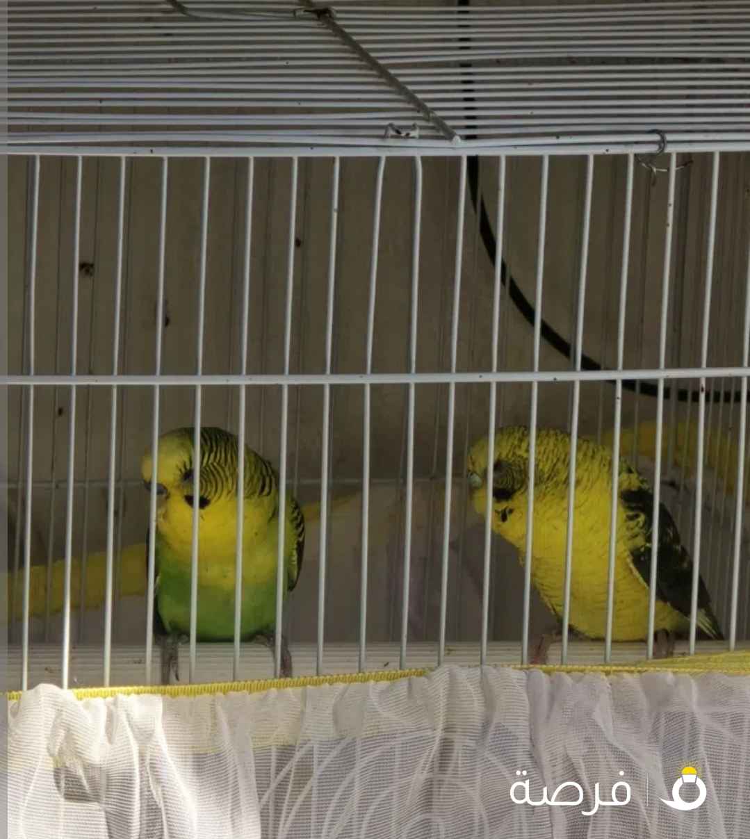 Black wing budgies