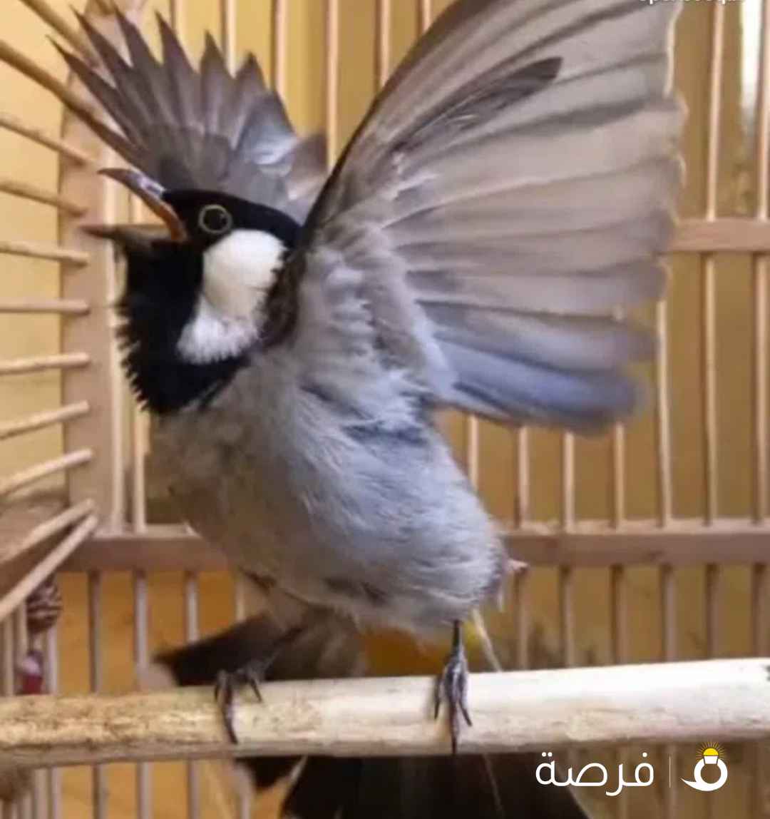 بلابل عراقيه