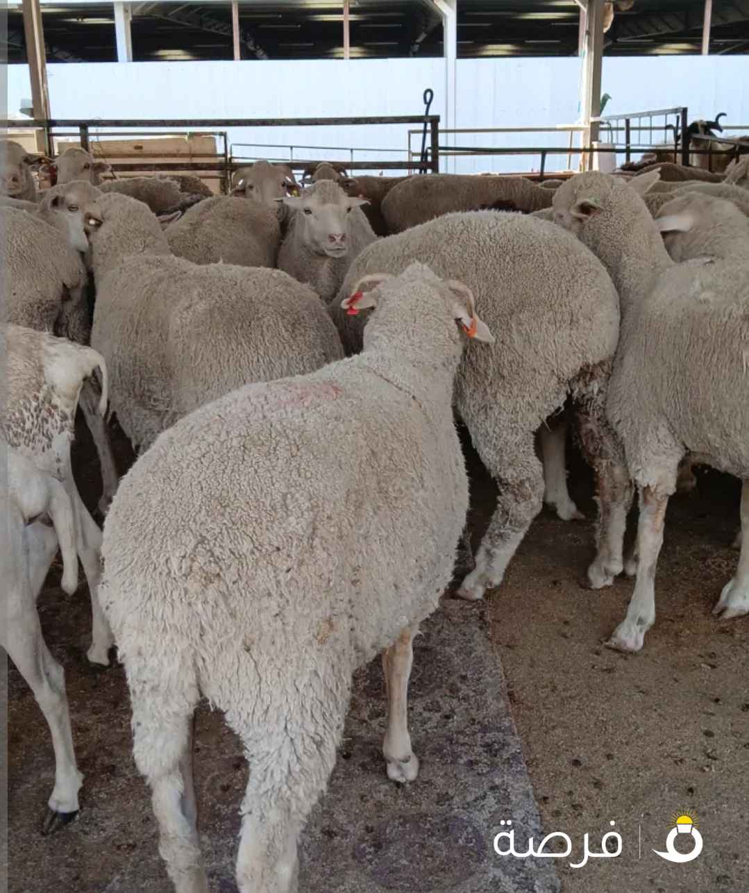 قصاب الكويت تحت الطلب