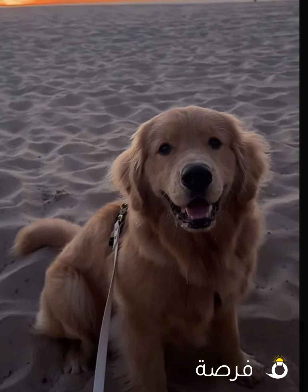 مطلوب كلب قولدن الي عنده يبلغني إذا ماعليكم امر