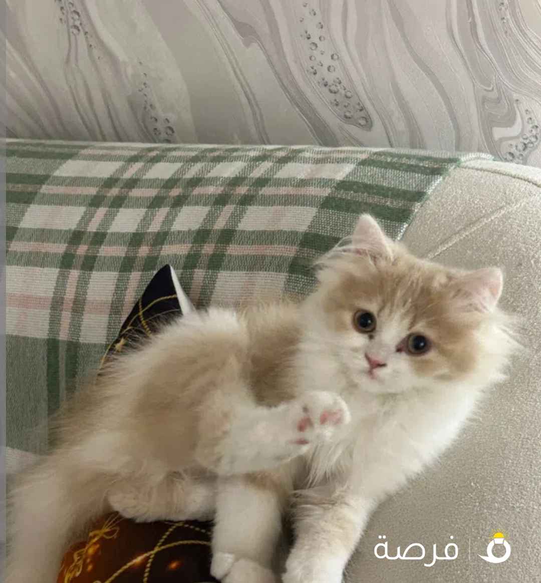 قط ذكر للبيع