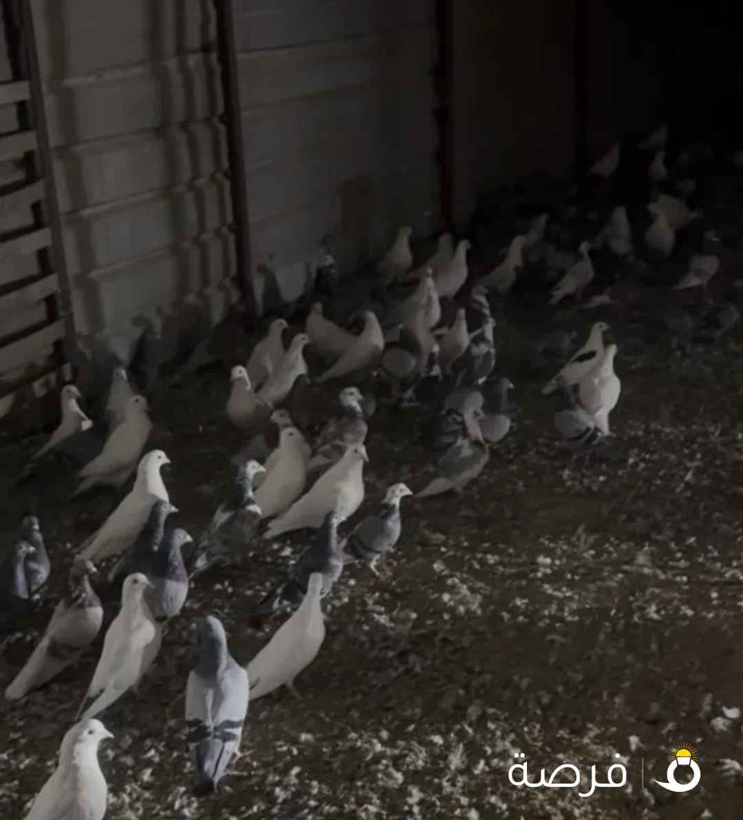 للبيع شبرة حمام ألوان منتج عمر صغير 50 زوج بسعر ممتاز