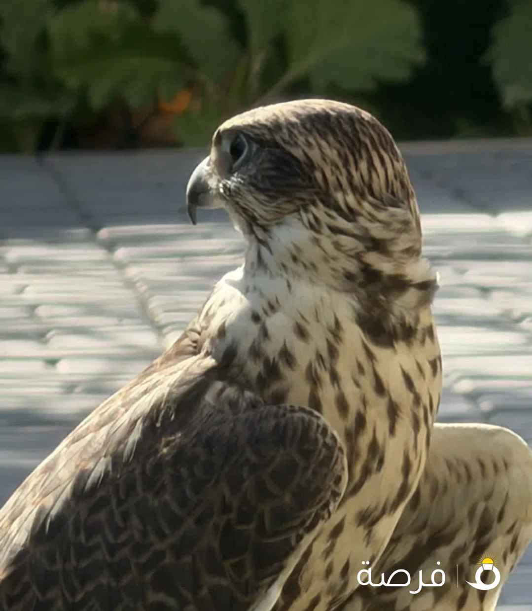 طير حر من حر