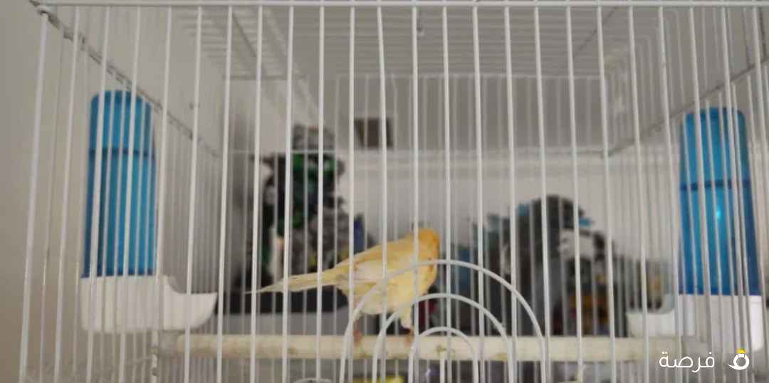 عصفورين كناري