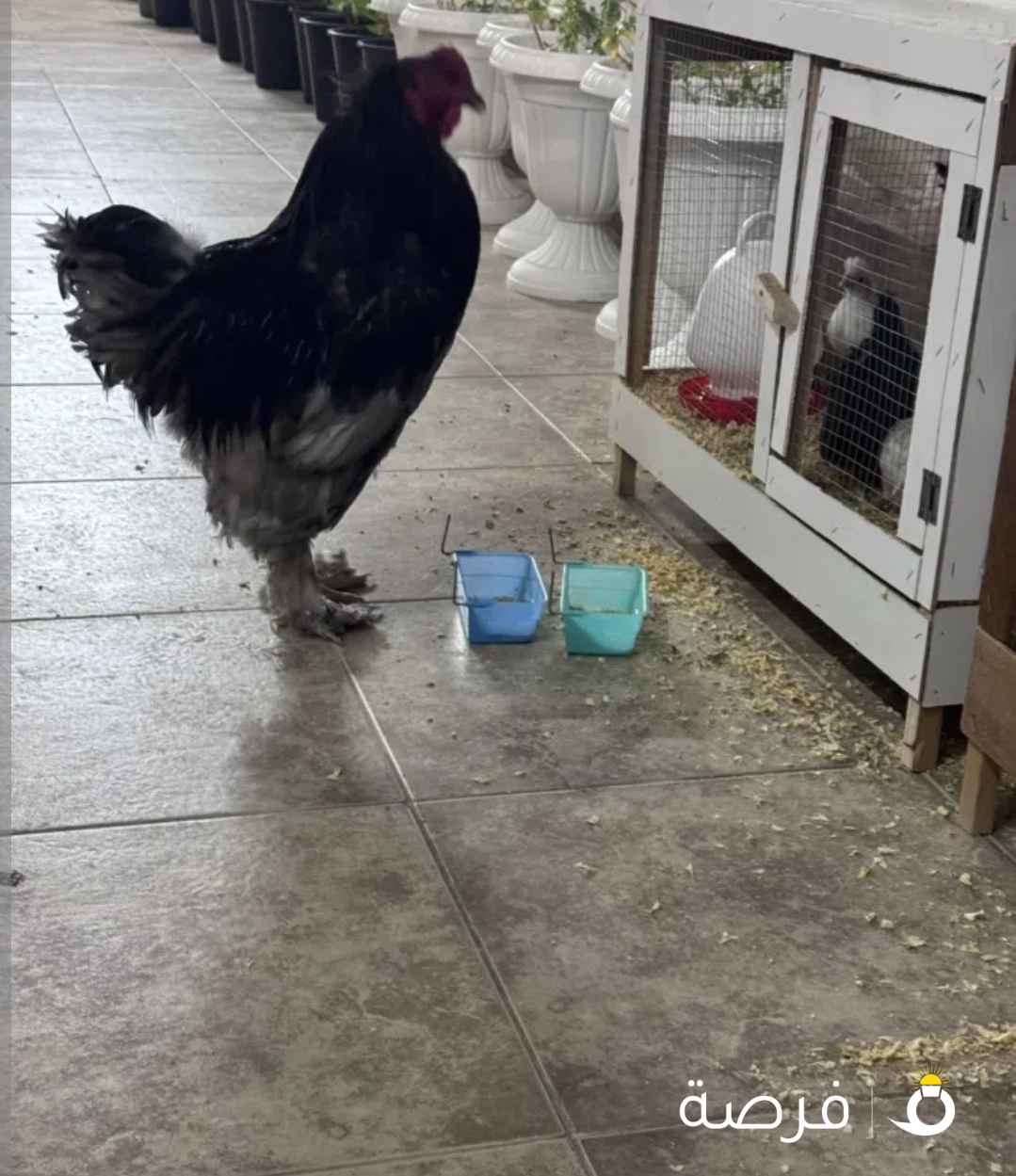 للبيع براهما بياضين