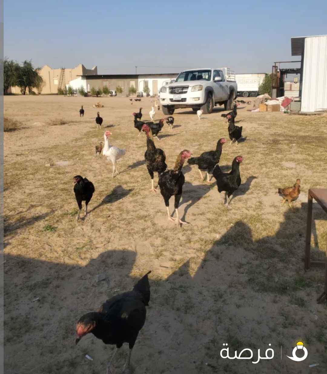 للبيع دجاج تايلندي مزارعه الوفره