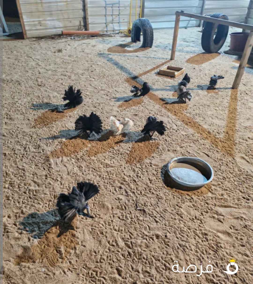 للبيع أزواج شماسي