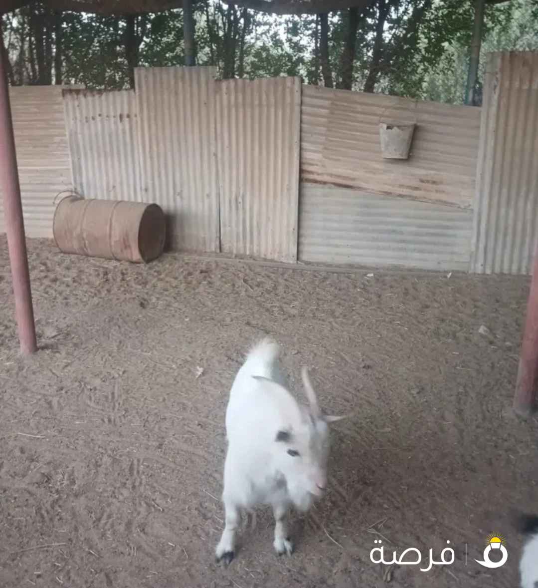 للبيع ⁦⁦3⁩⁩ تيوس تشيكية