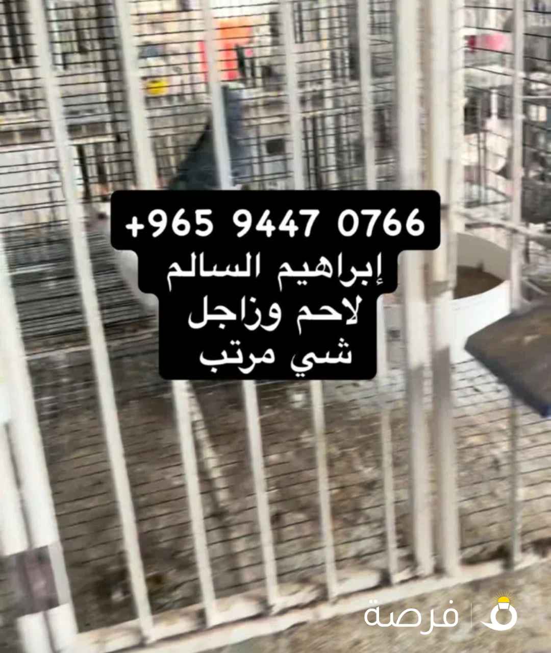 للبيع حمام لاحم وزاحل