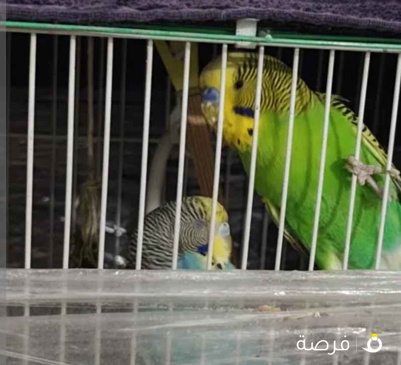 طيور حب اعمار مختلفه