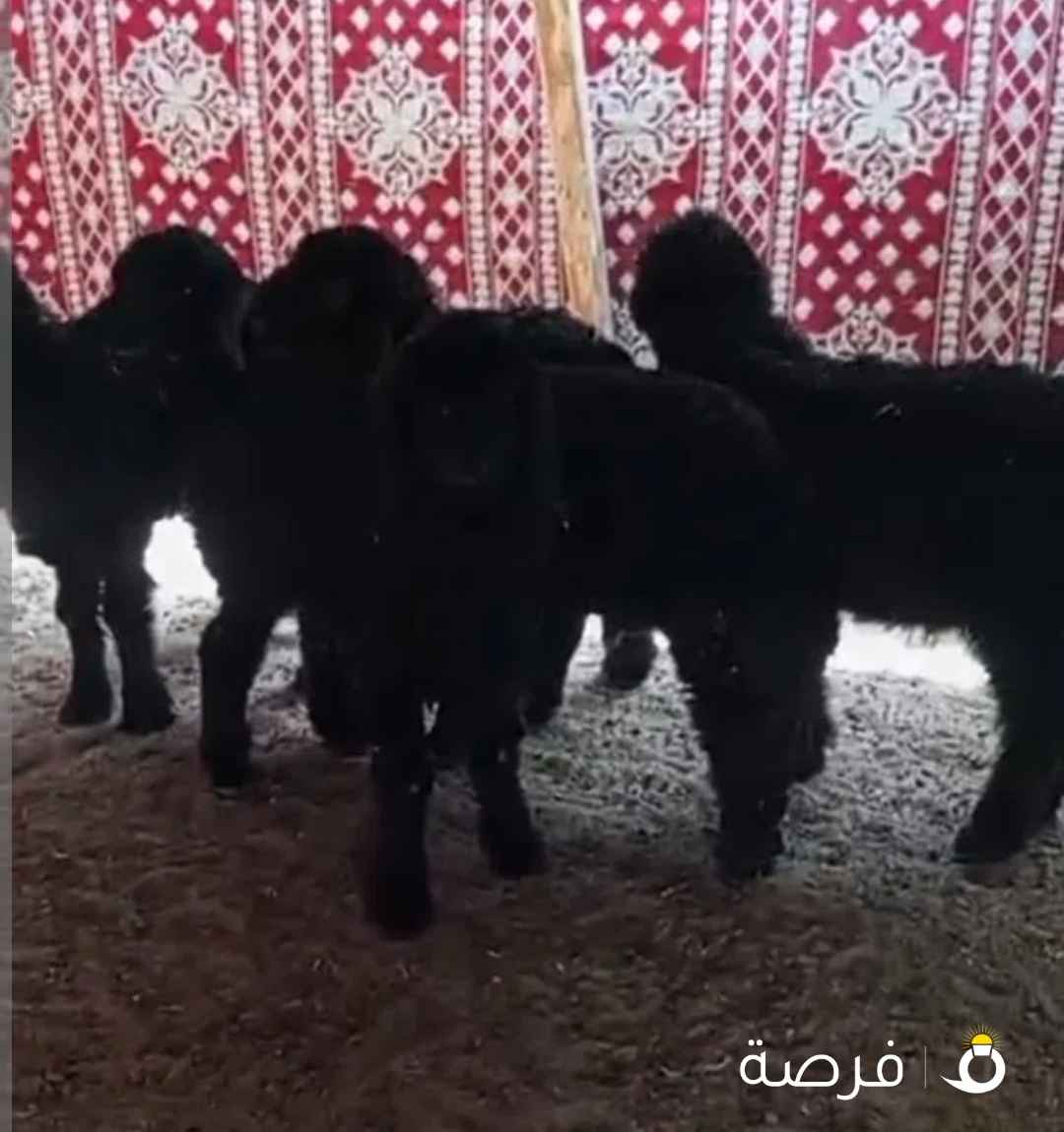 للبيع طلين عربي