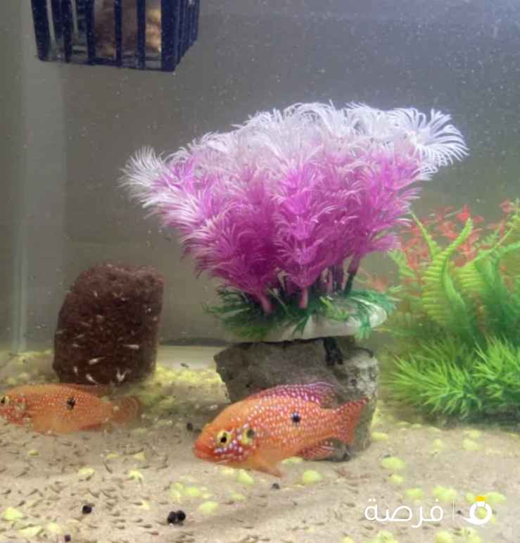 سمك ريد جويل السيكليد الأفريقي مع الحوض والصغار