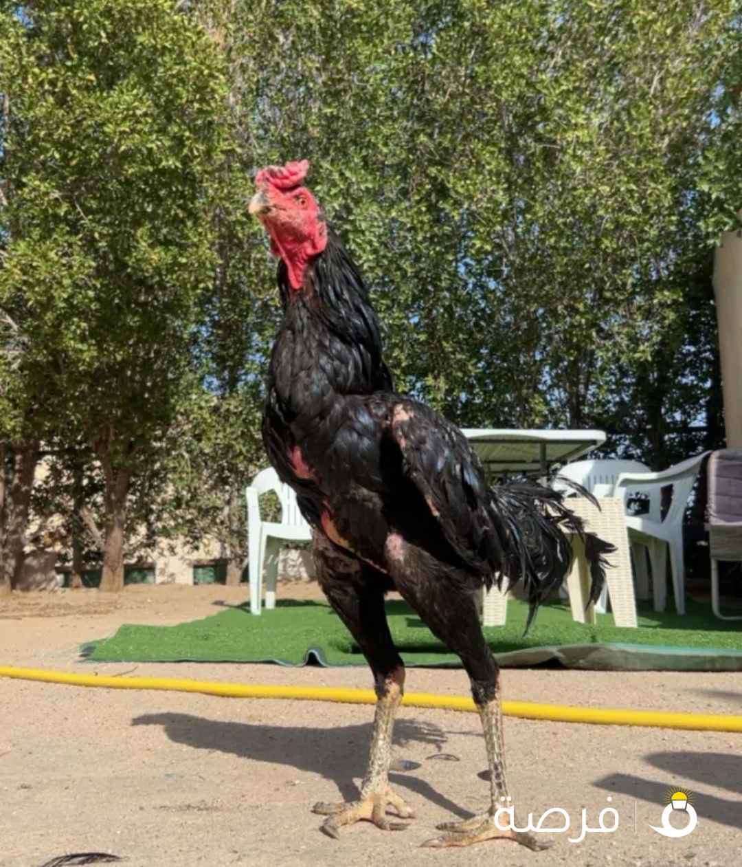 ديج تايلندي