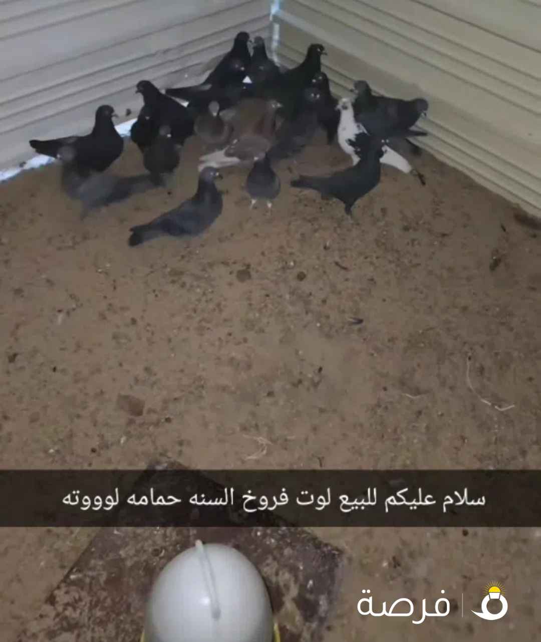 سلام عليكم للبيع لوت فروخ السنه لوووته