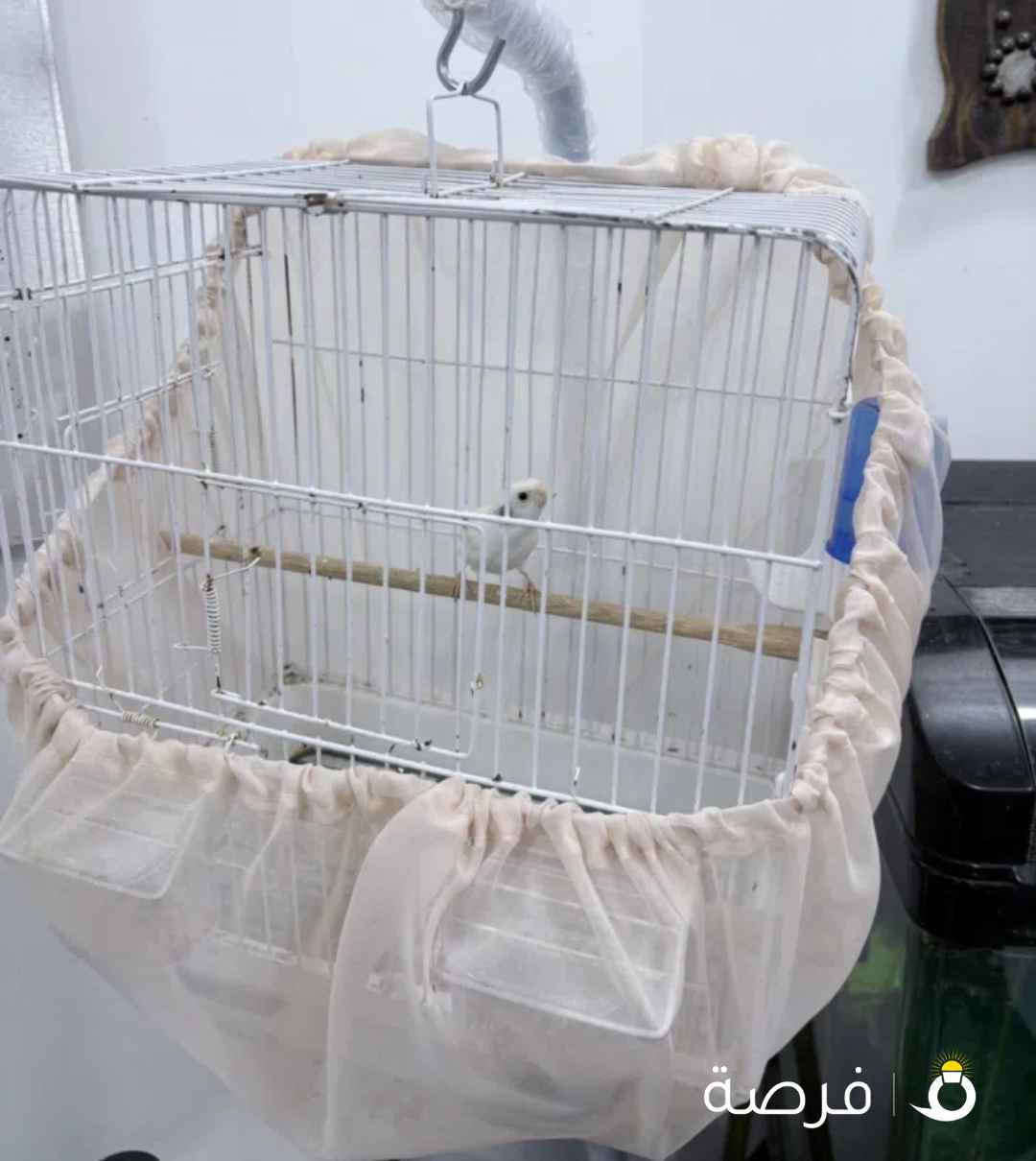 للبيع كناري روسي