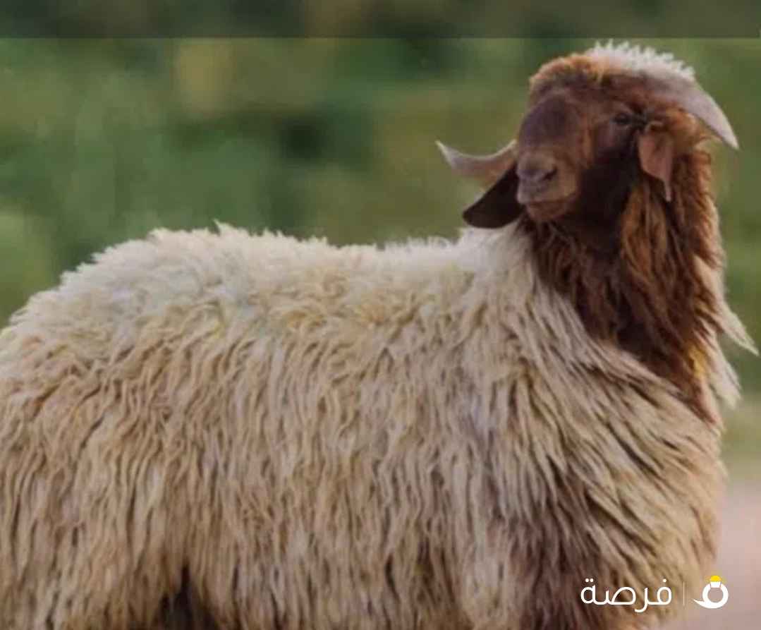 قصاب متنقل تحت الطلب لجميع مناطق الكويت