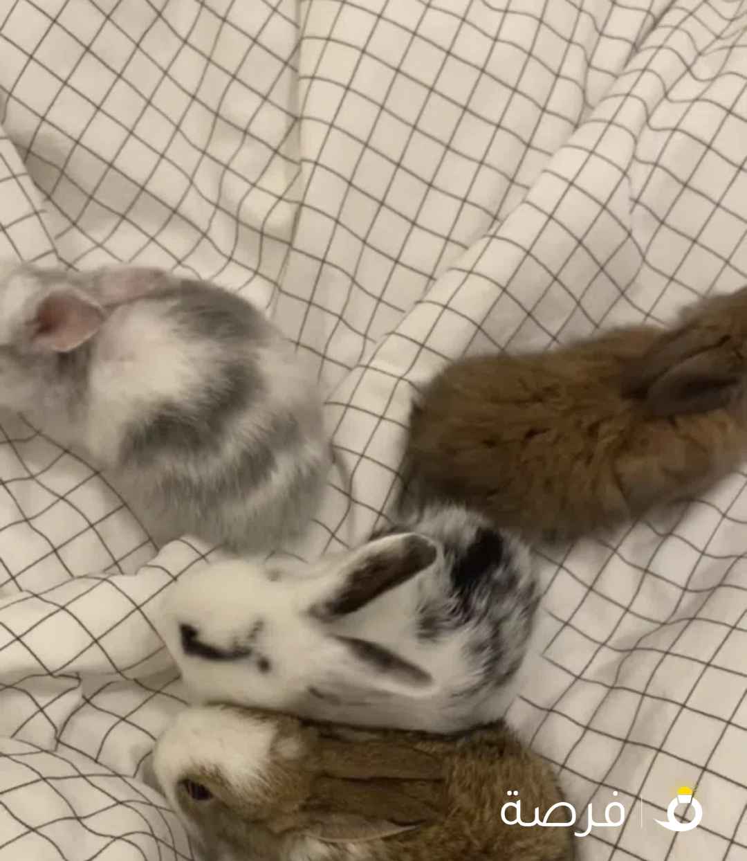 أرانب صغيره للبيع