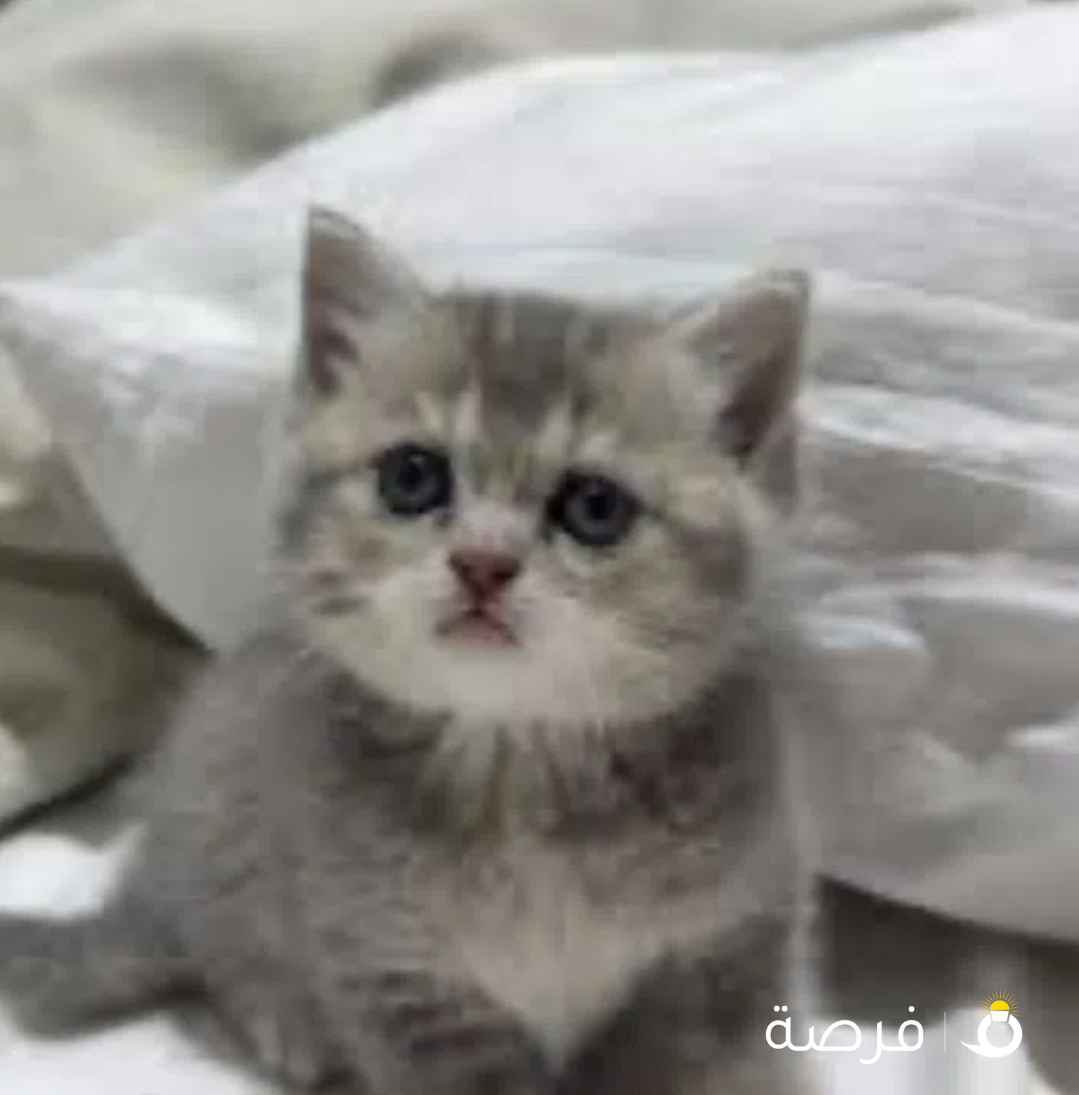 مطلوب قطه كتنز عمرها شهر " للتبني "