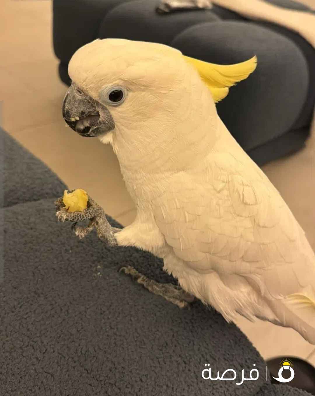 كوكاتو سلفر كرستد