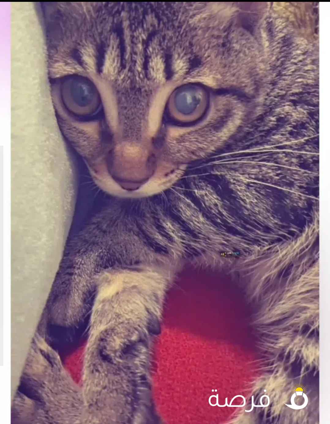 قط بلدي للتبني متعود علي الليتر بوكس عمره ⁦⁦6⁩⁩ شهور