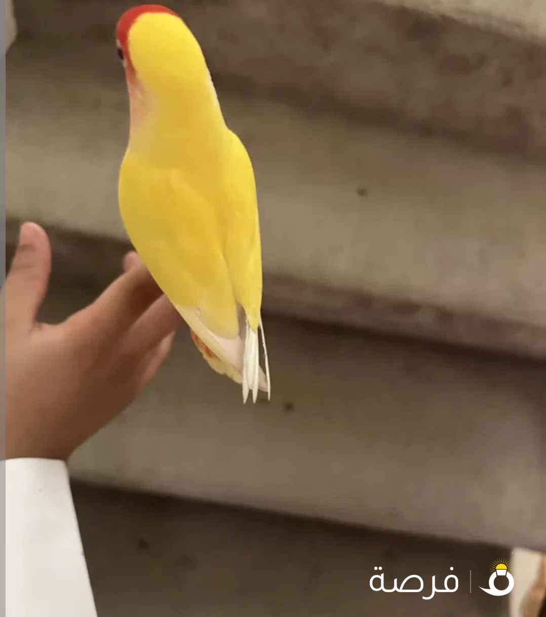 طير الروز