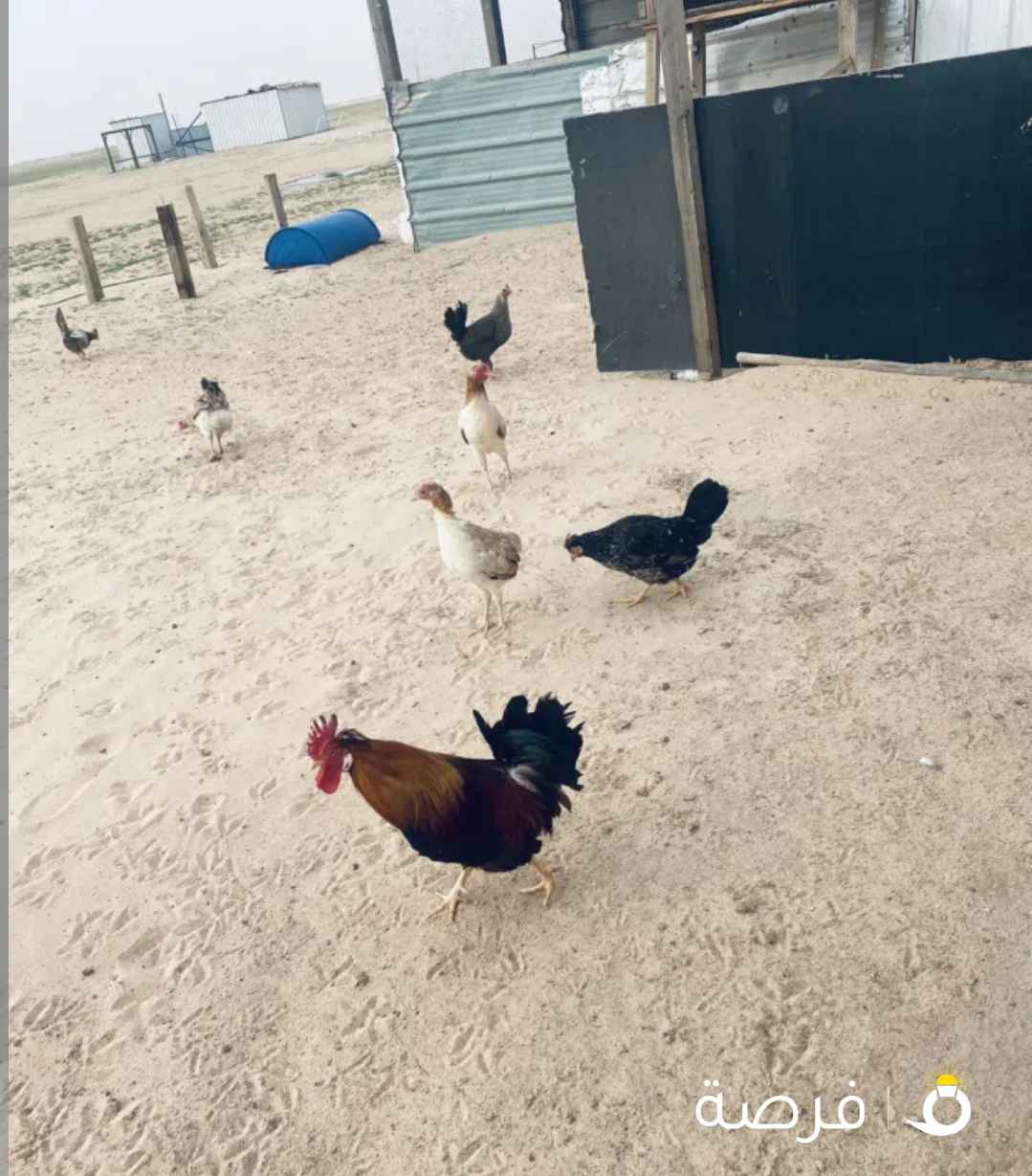 دجاج بياض متنوعه امورهم طيبه