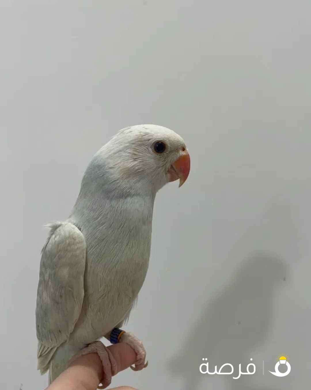متوه هولندي ربوه
