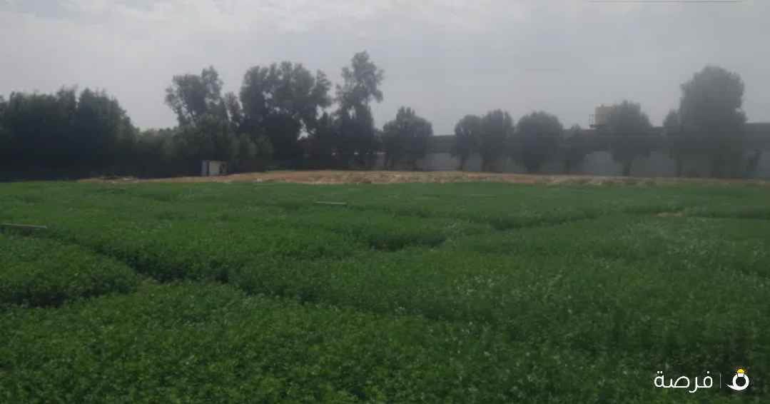 sheep food barsin