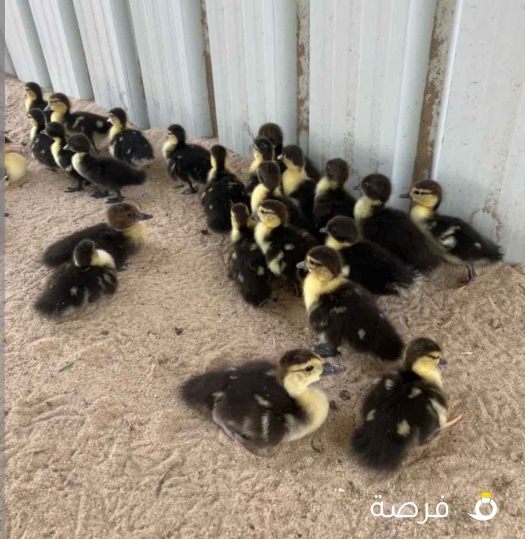 للبيع فروخ بط مصري