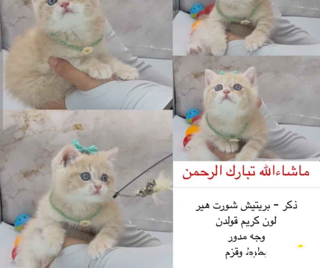 نوادر كتنز