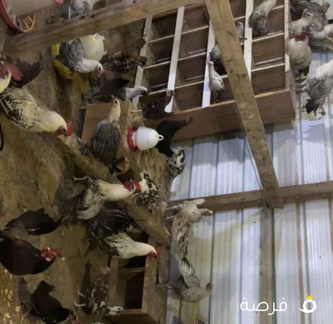 دجاج فيومي وعربي