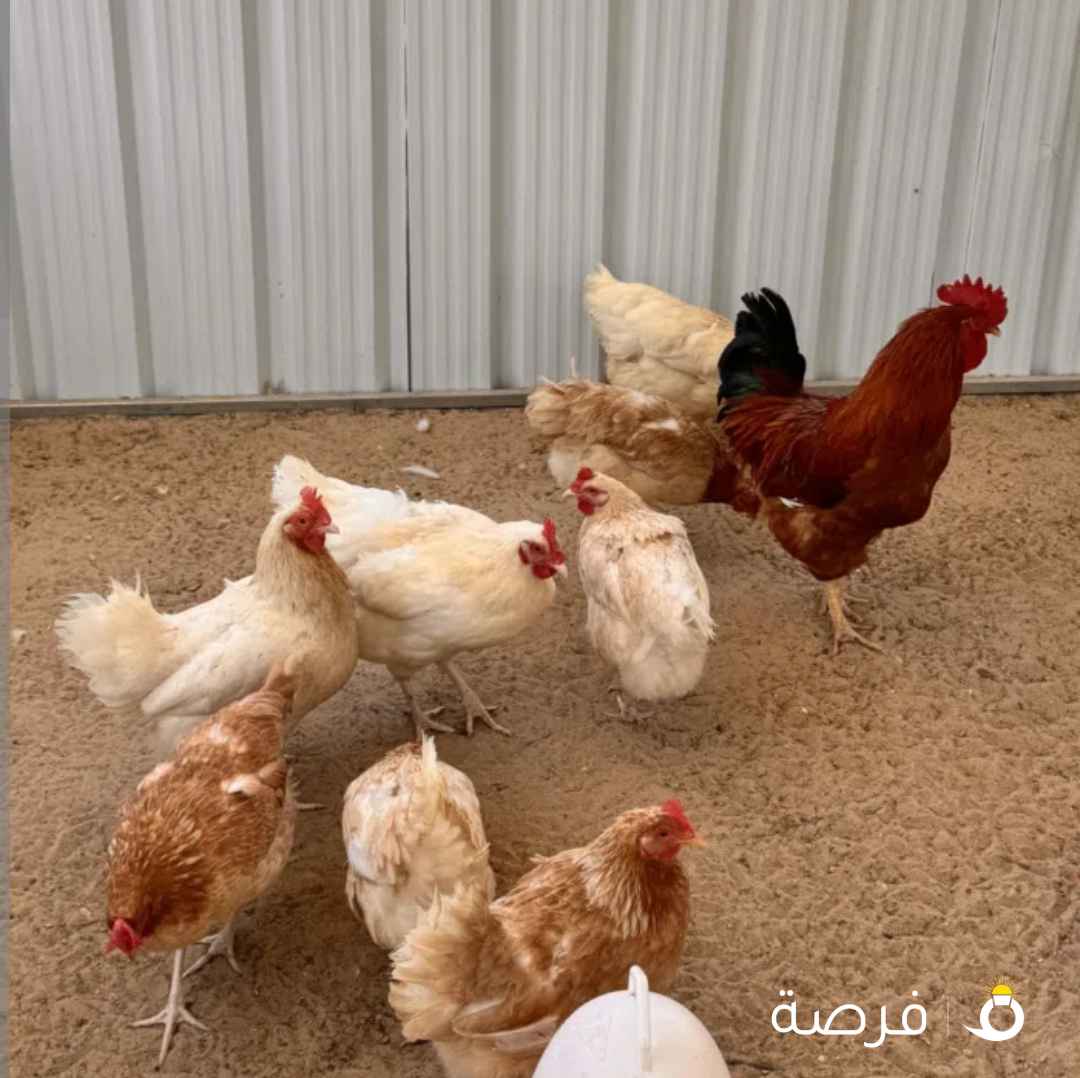 للبيع دجاج هاي لاين +ديك فرنسي بيور