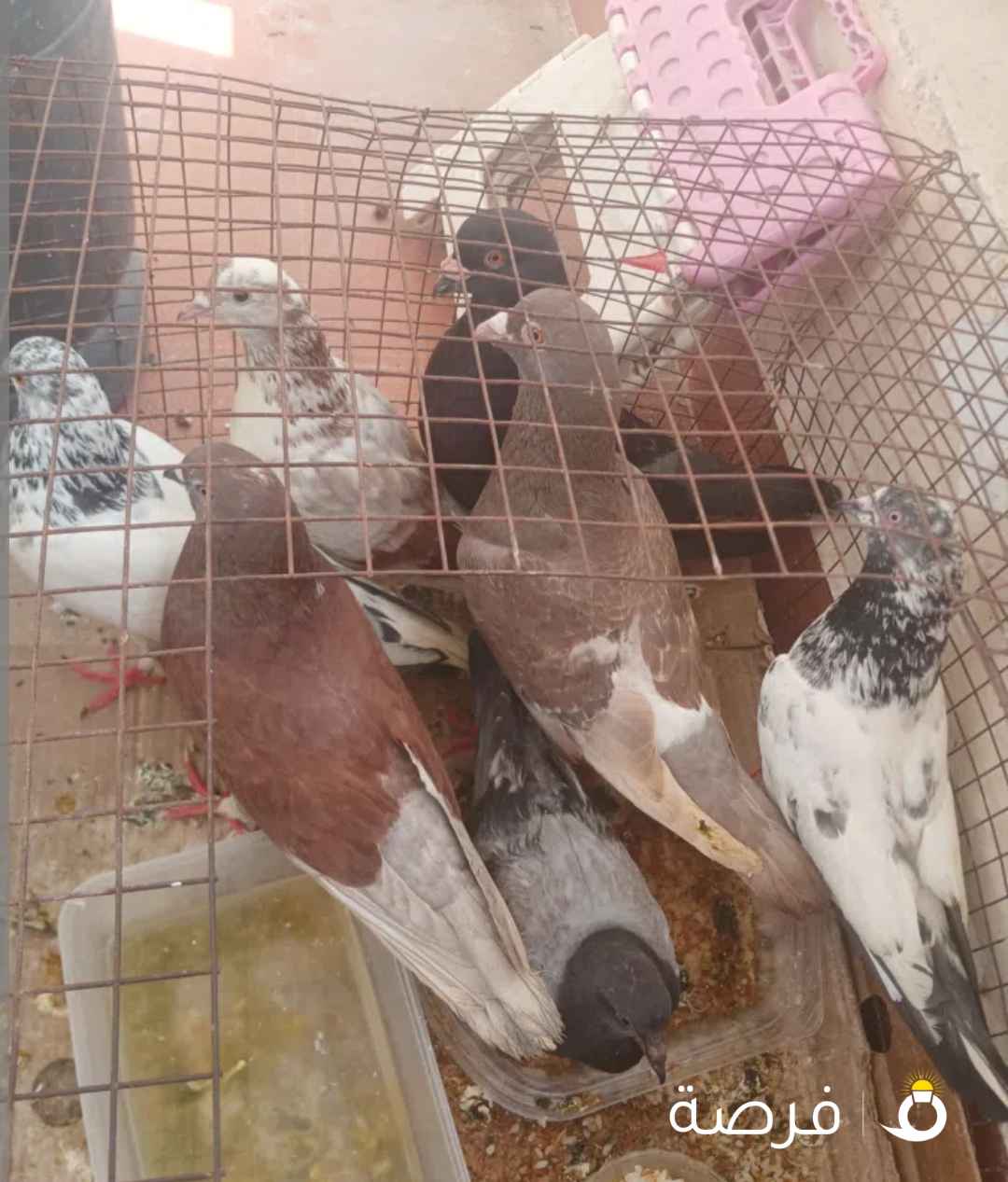 حمام نضيف مشكل الواحد على ⁦⁦5⁩⁩ دينار و في نوع ثاني على ⁦⁦3⁩⁩ دينار التواصل و اقلكم الاسعار