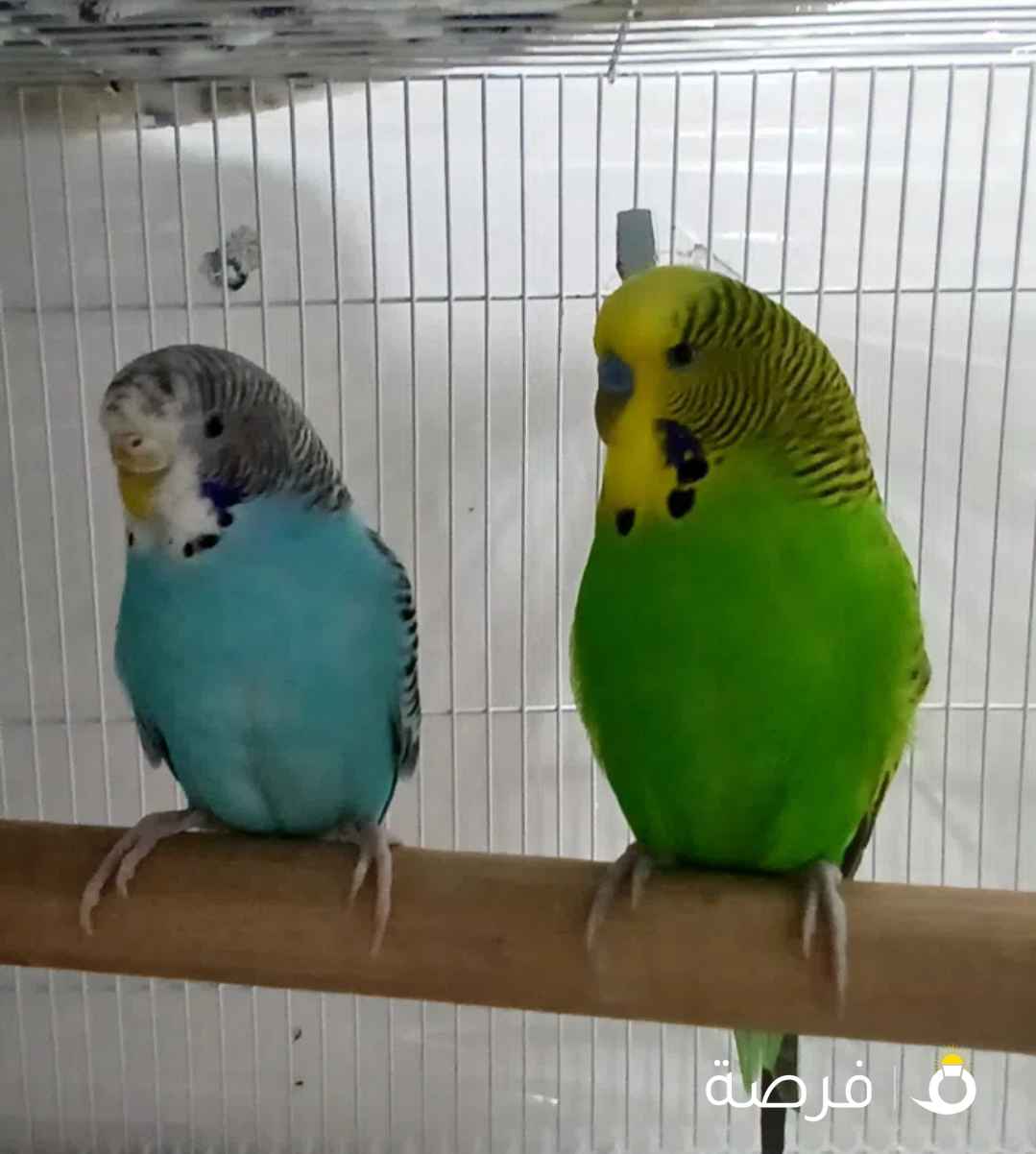 عصافيى بادجي